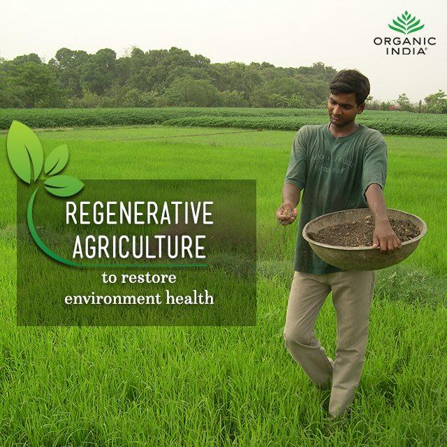 Organic India  Green Tea